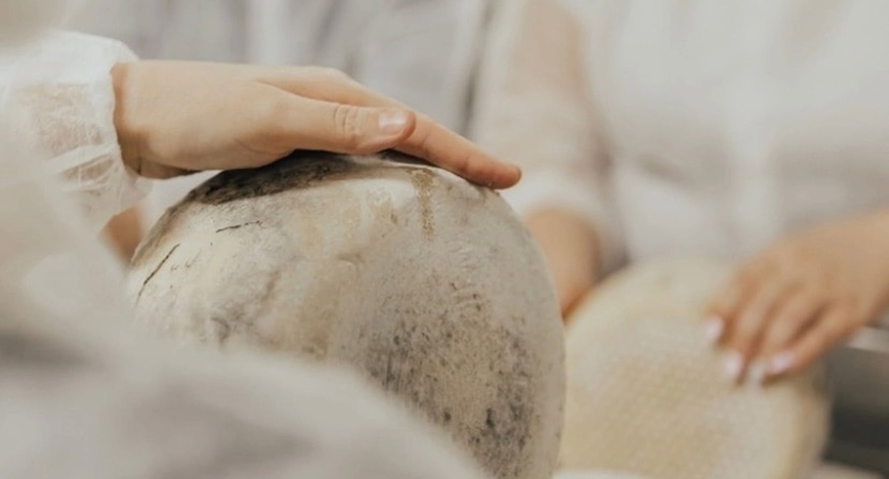 Gloved hands touching ageing cheese wheels in a dairy production setting