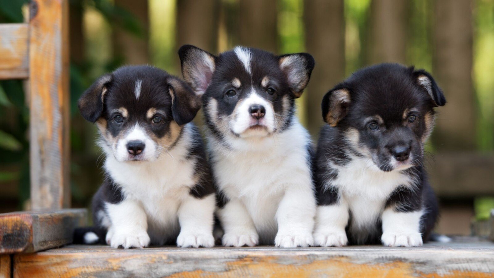Dog Breeding, Genetics and Animal Psychology