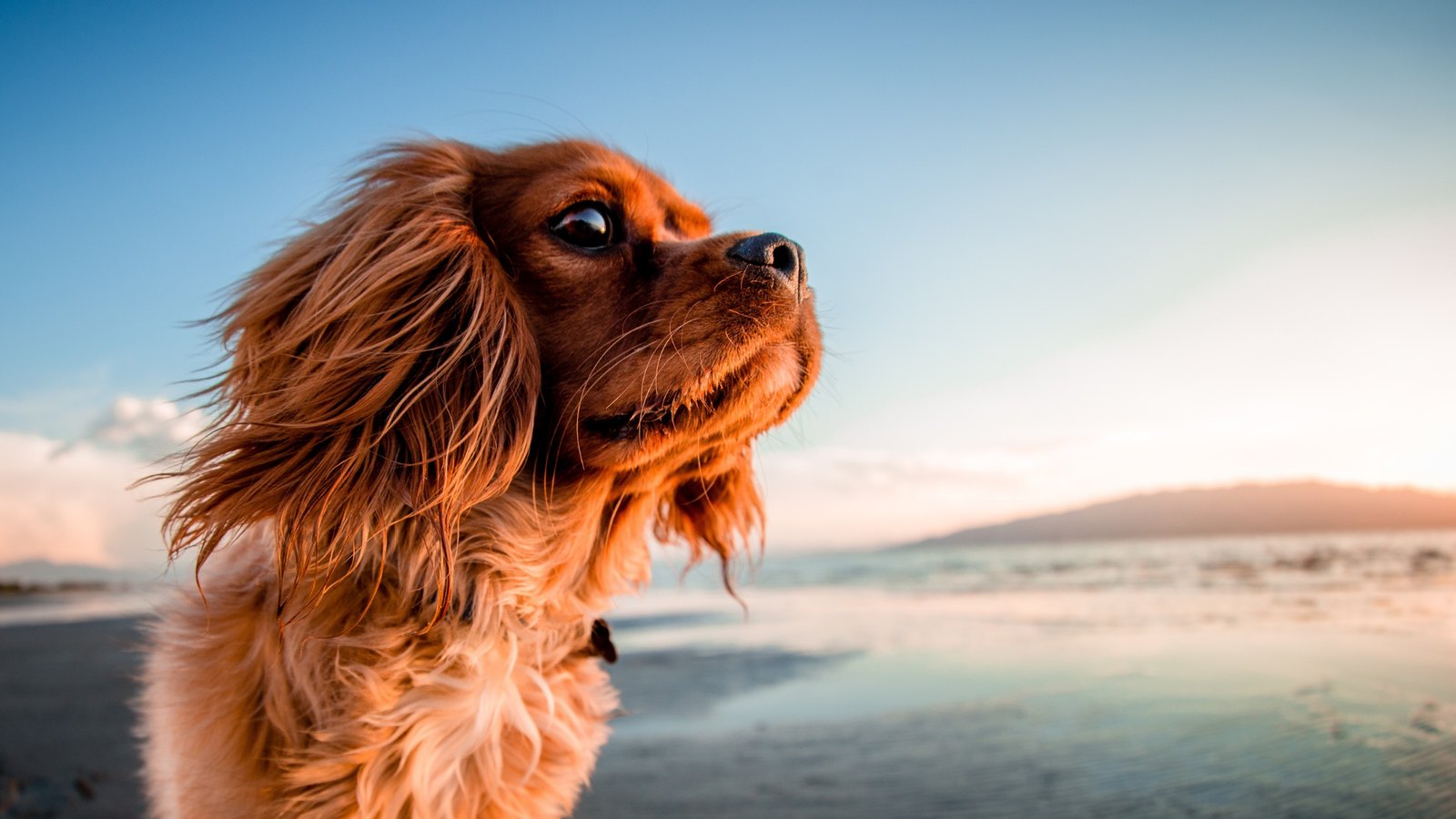 Profile of a brown Cavalier King Charles spaniel on a beach at sunset