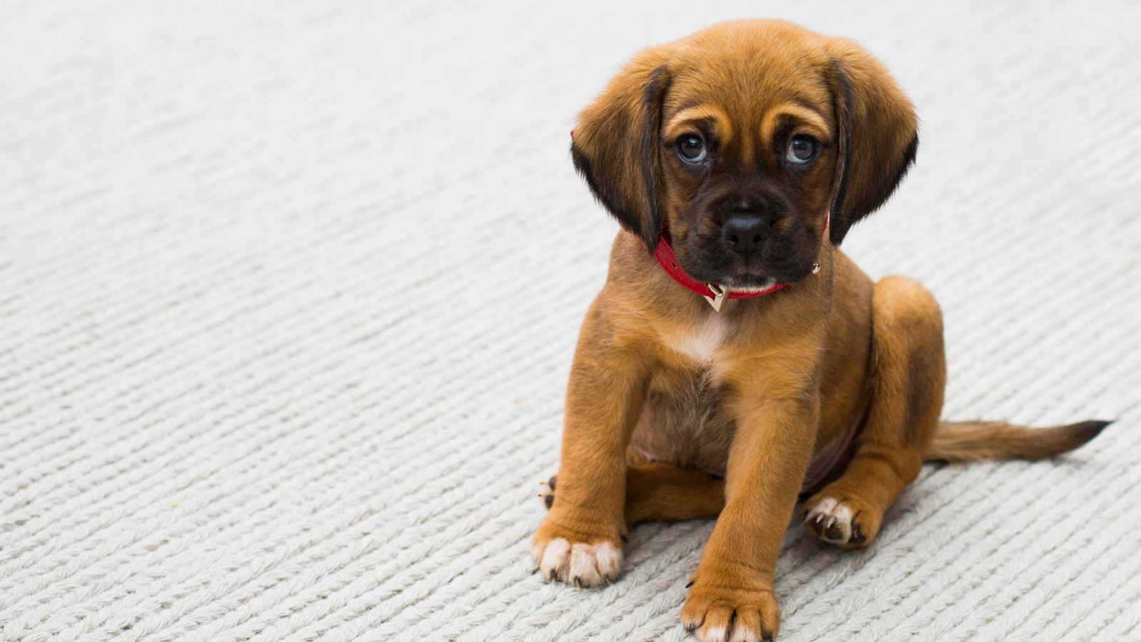 Small brown puppy with a red collar sitting on a light knitted carpet