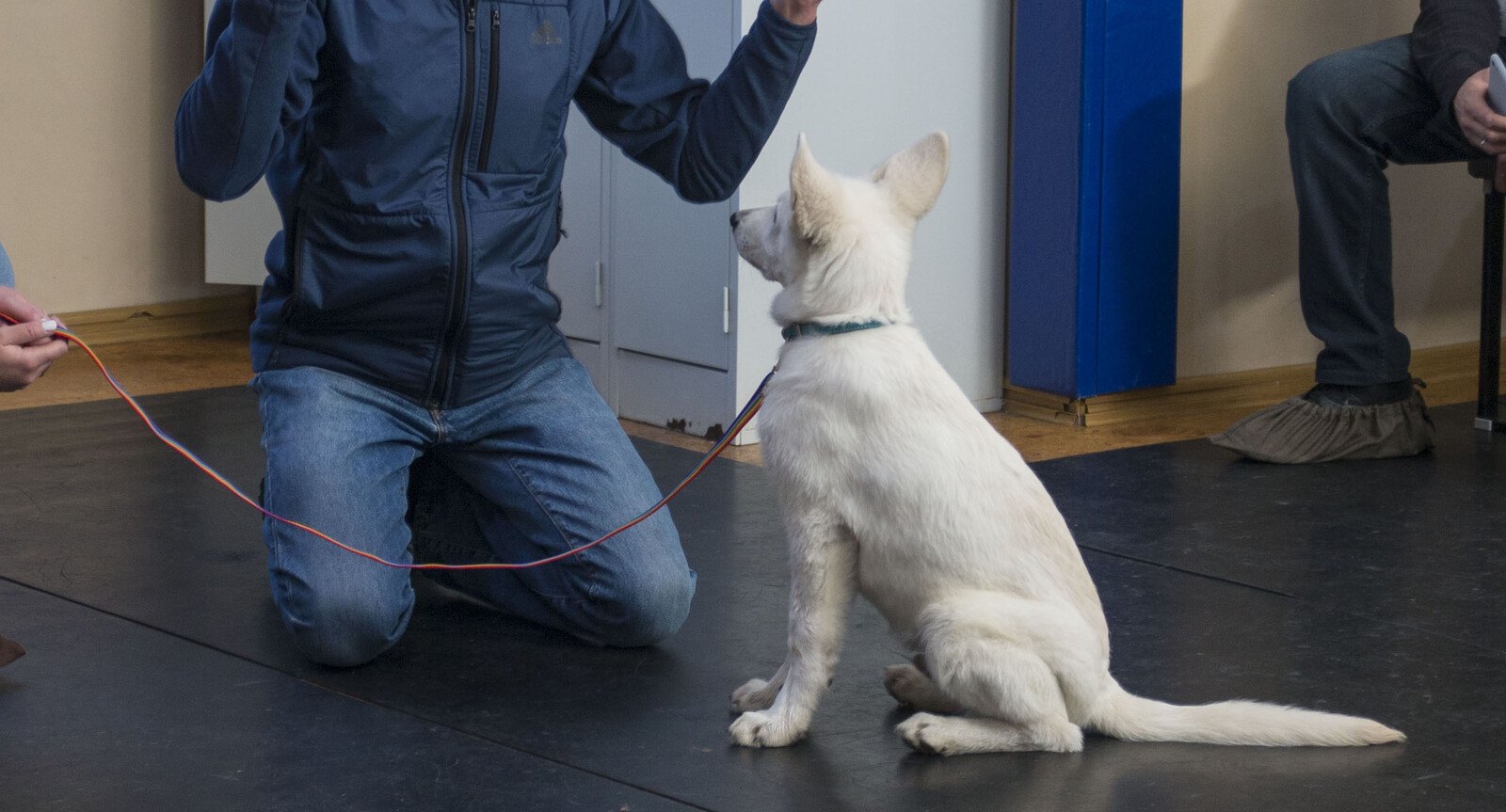 Humane Dog Training Foundations
