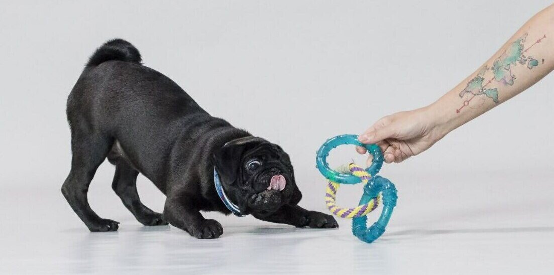Black pug in a play bow tugging a teal ring toy held by a person