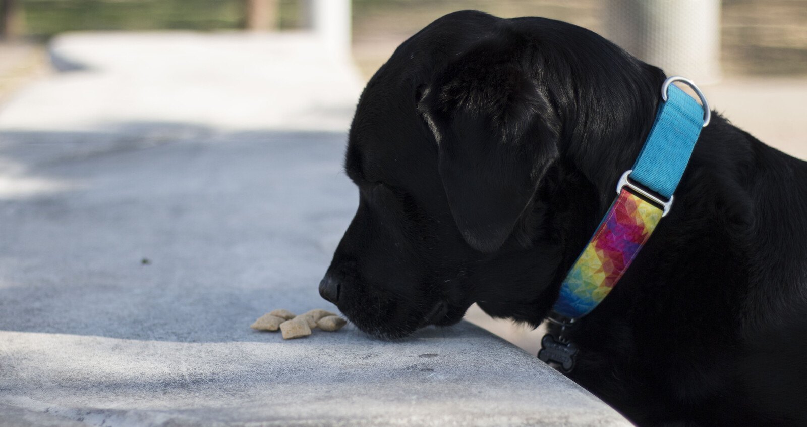 Black Labrador in a colourful collar sniffing treats on a concrete surface