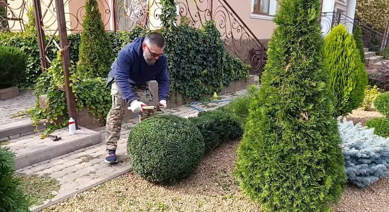 Man trimming a round boxwood shrub with shears in a garden