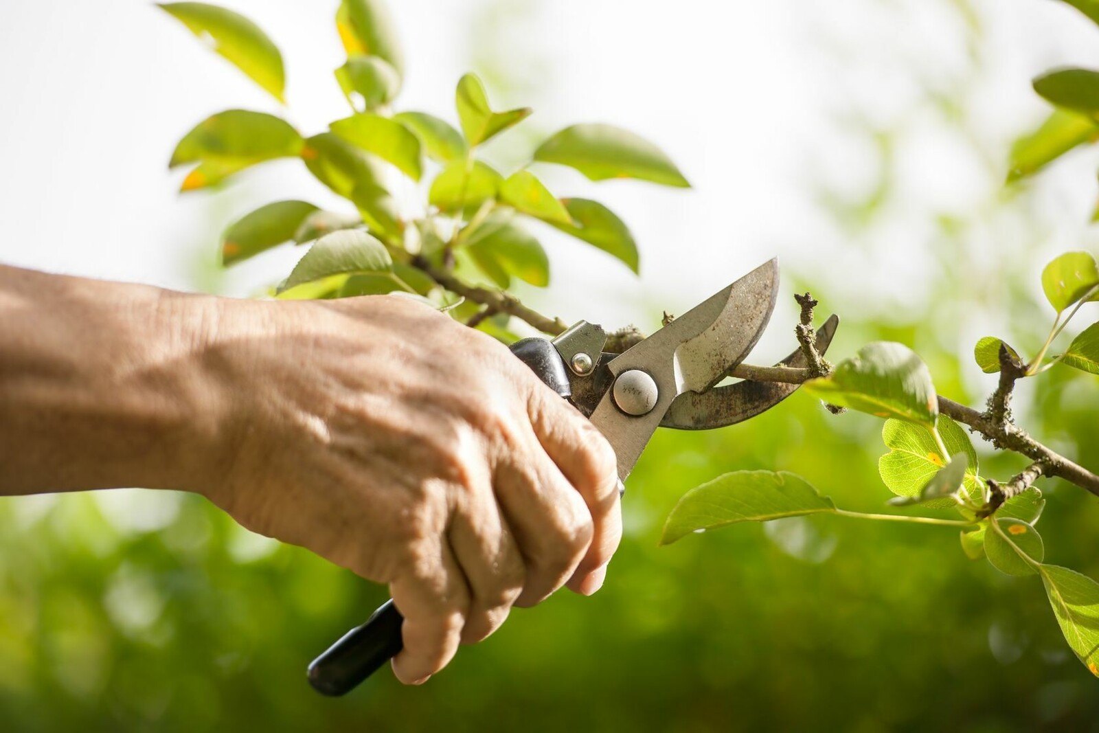 Hand holding pruning shears cutting a leafy branch