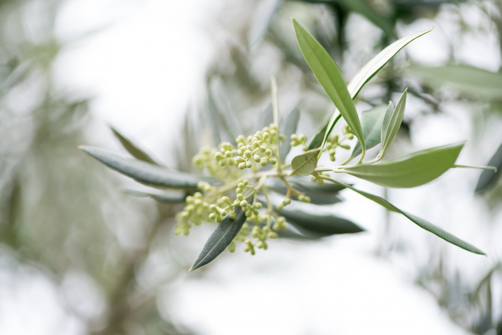 Close-up of an olive tree branch with green buds and leaves against a blurred background