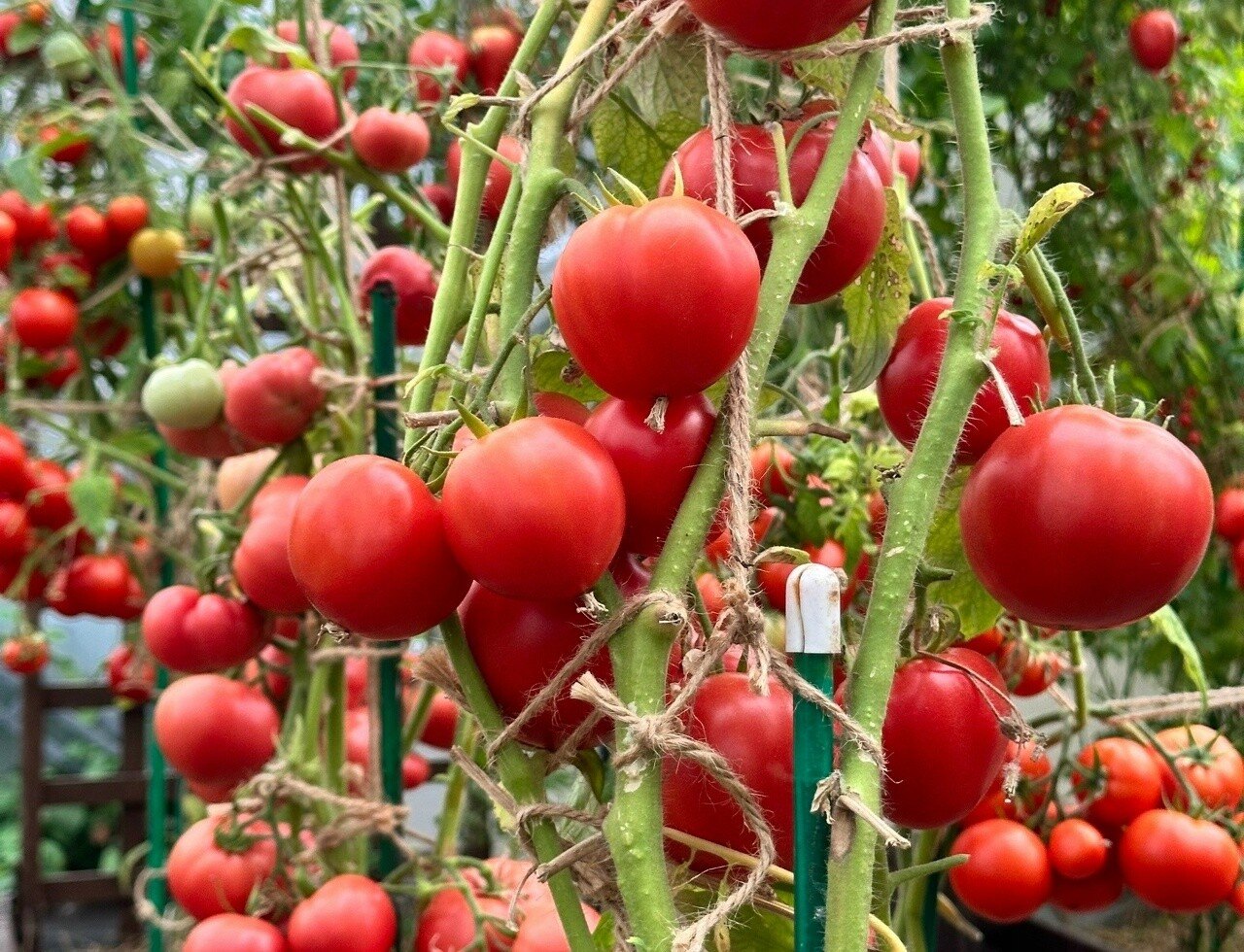 Ripe red tomatoes hanging on tied vines in a greenhouse